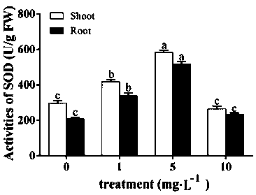 Method for improving the content of dencichine in pseudo-ginseng