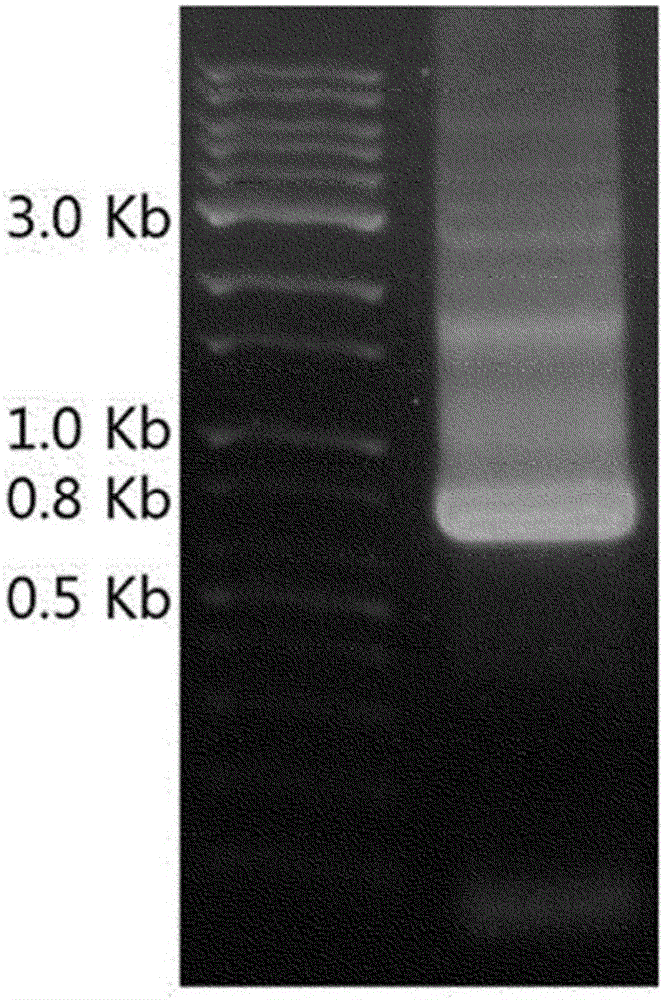 Cell penetrating peptide and method for delivering biologically active substance using same