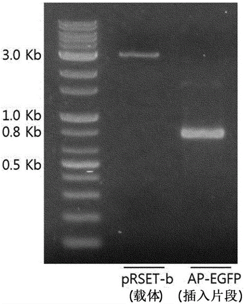 Cell penetrating peptide and method for delivering biologically active substance using same