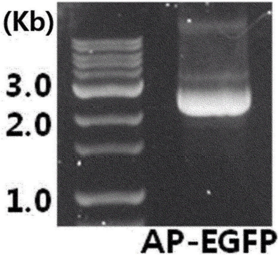 Cell penetrating peptide and method for delivering biologically active substance using same