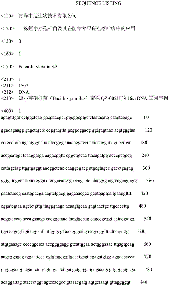 Bacillus pumilus strain and application thereof in apple alternaria leaf spot prevention and control