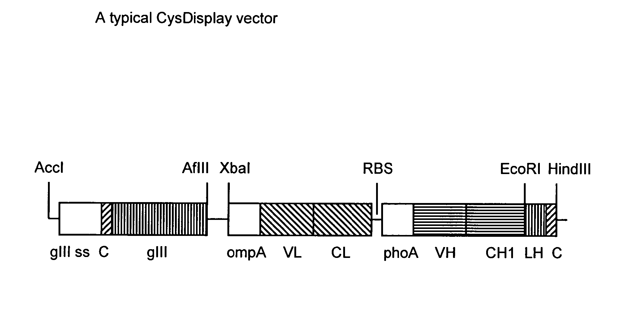 Methods for the formation of disulphide bonds