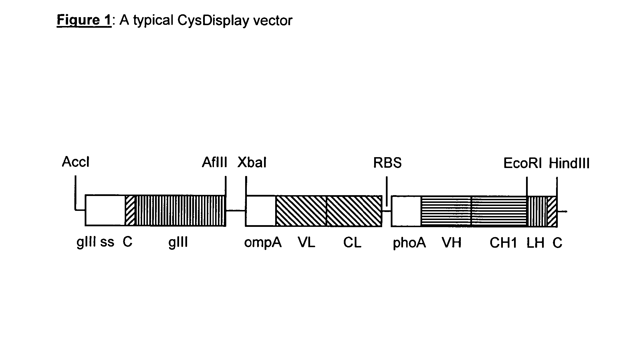 Methods for the formation of disulphide bonds