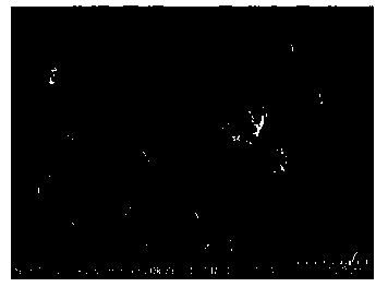 Method for preparing copper-antimony-doped tin-carbon-lithium ion cathode material