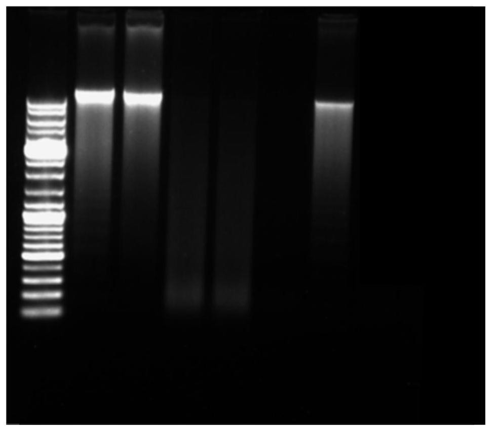 Whole blood genome DNA preservative as well as preparation method and application thereof