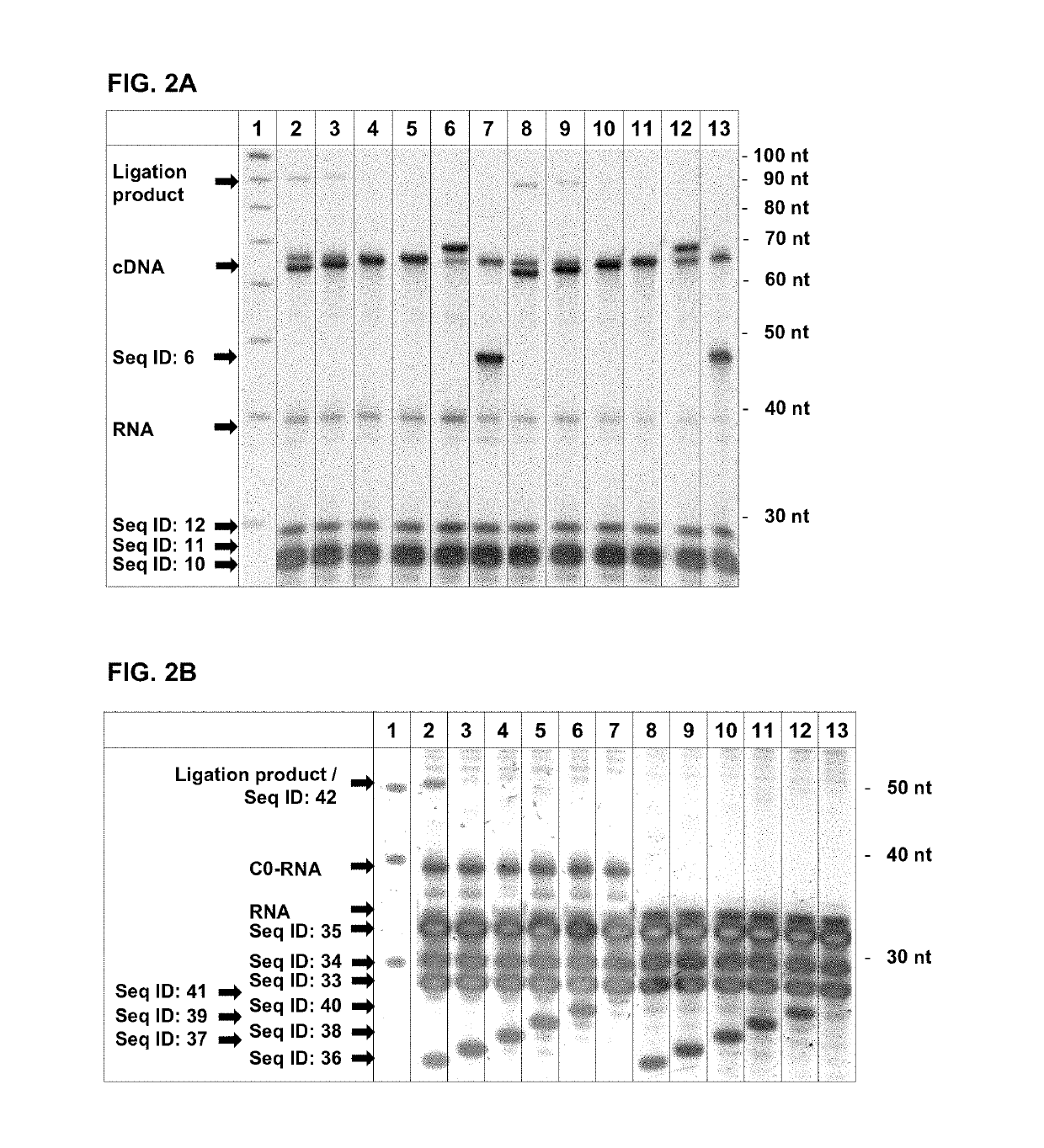 5′ protection dependent amplification