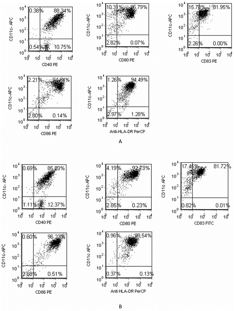 Preparation method of HLA-A0201 (Human Leukocyte Antigen-A0201) restrictive anti-MAGE (MicroArray and Gene Expression) antigenic specificity CTL (Cytotoxic T Lymphocyte)