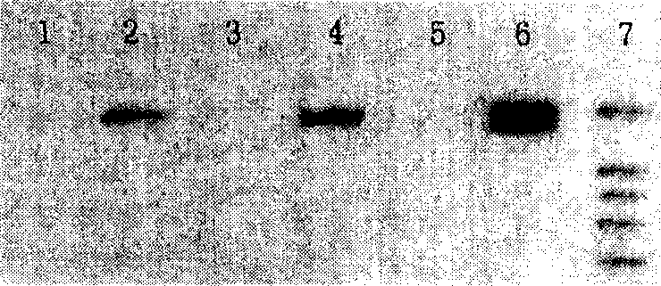 Construction method for polyphosphate kinase gene transformed Escherichia coli