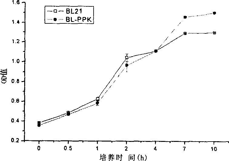 Construction method for polyphosphate kinase gene transformed Escherichia coli