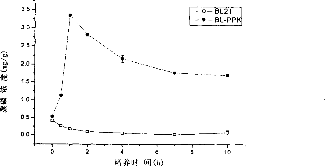 Construction method for polyphosphate kinase gene transformed Escherichia coli