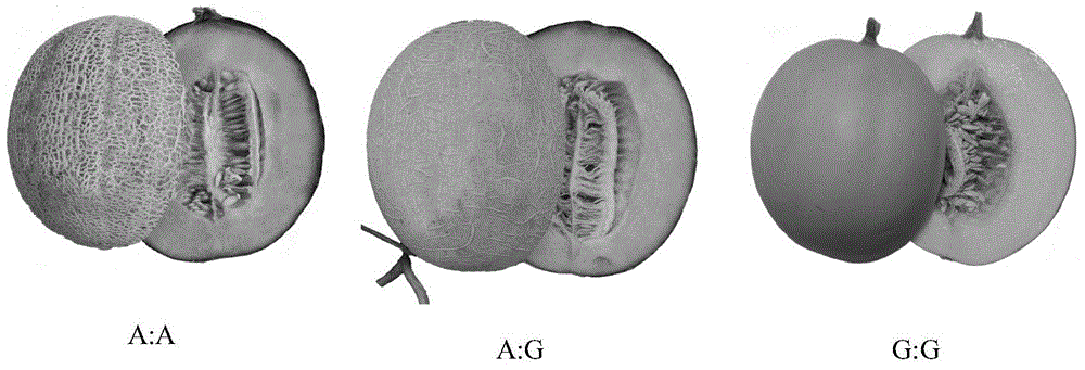 High-flux molecular marker for identifying pulp color of Cucumis melo L. and special primer for high-flux molecular marker