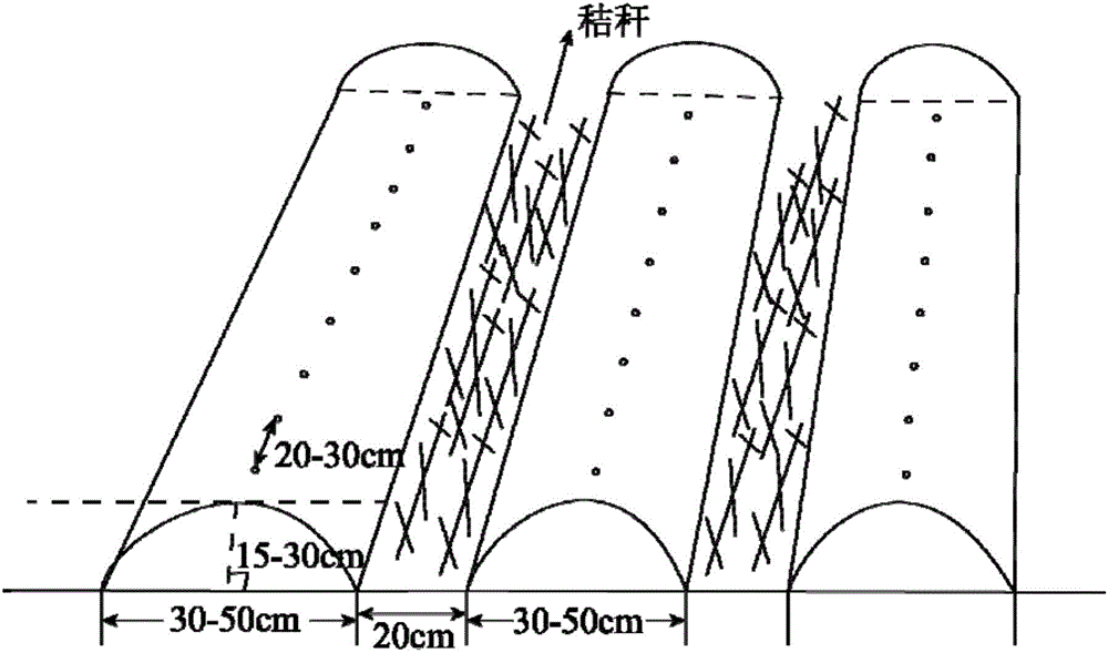 Dry land spring corn planting method based on straw turnover