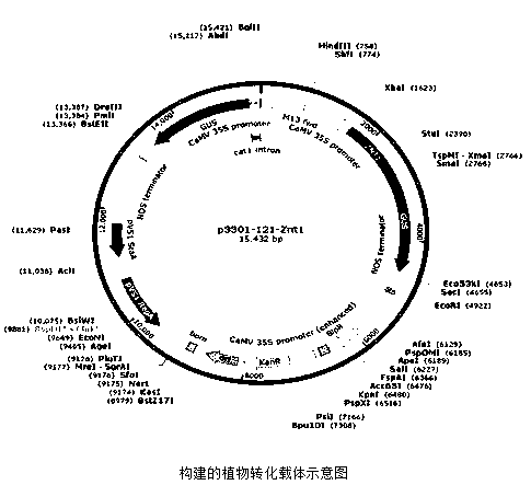 Plant repair method of applying transgenetic plant composite system to polluted soil