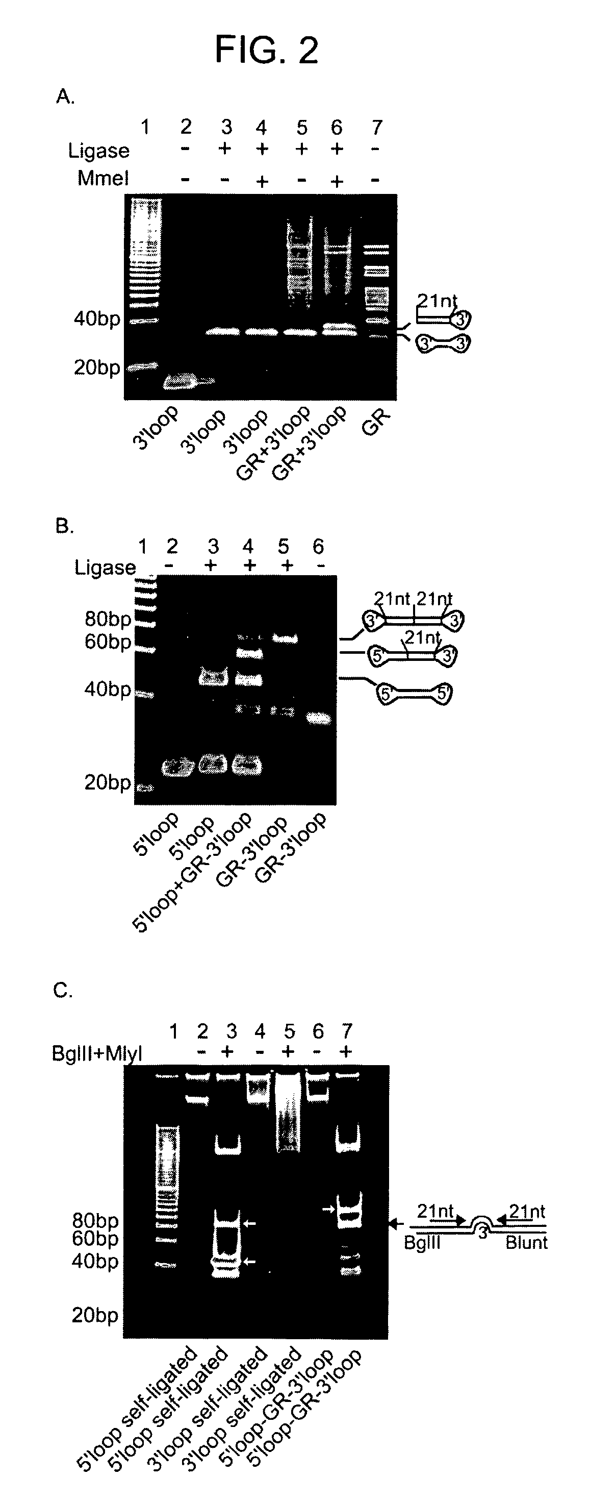 Methods and Compositions for Use in Preparing Hairpin Rnas