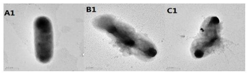 Screening, identification and biocontrol activity determination methods for acidophilic PGPR strains