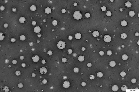 Bovine serum albumin-folic acid modified chitosan nano drug delivery system loaded with berberine and doxorubicin and preparation method of bovine serum albumin-folic acid modified chitosan nano drug delivery system