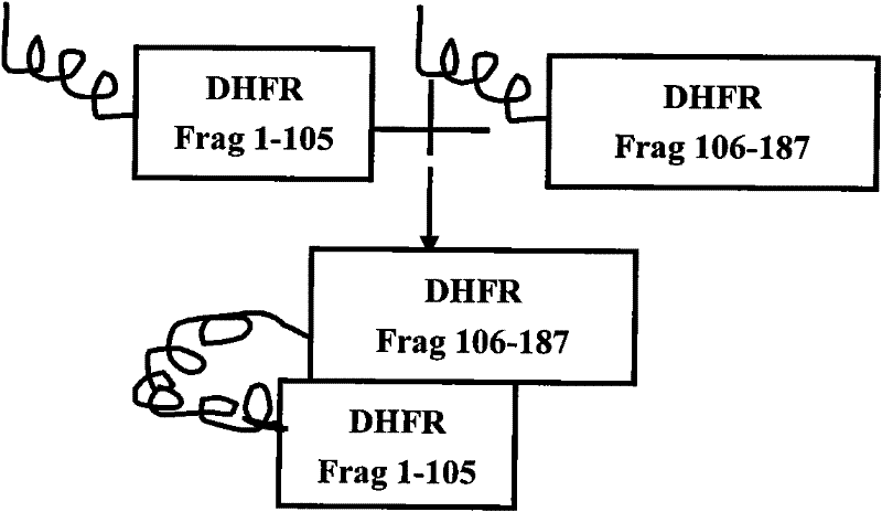 A co-transfection eukaryotic expression vector for dhfr complementary expression and its preparation method and application