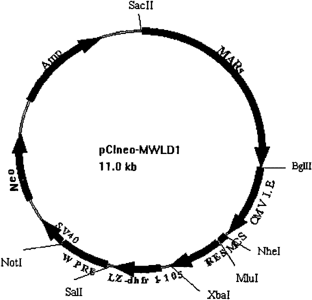 A co-transfection eukaryotic expression vector for dhfr complementary expression and its preparation method and application