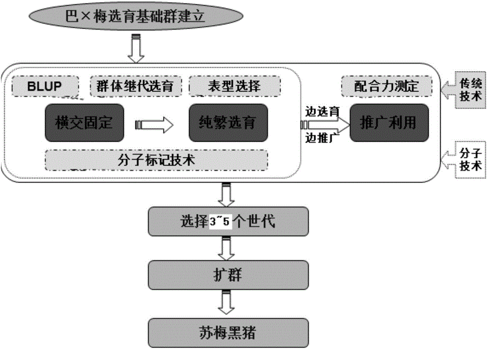 Breeding method for Sumei black pigs