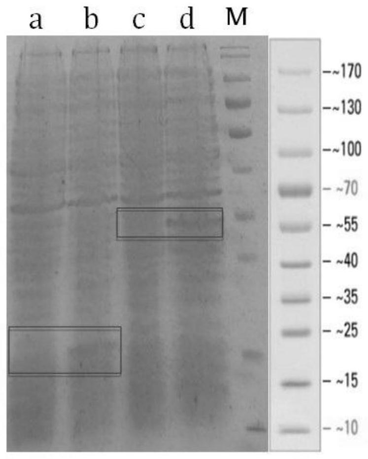 An anti-angptl3 monoclonal antibody and its use in the preparation of a medicine for treating nephrotic syndrome