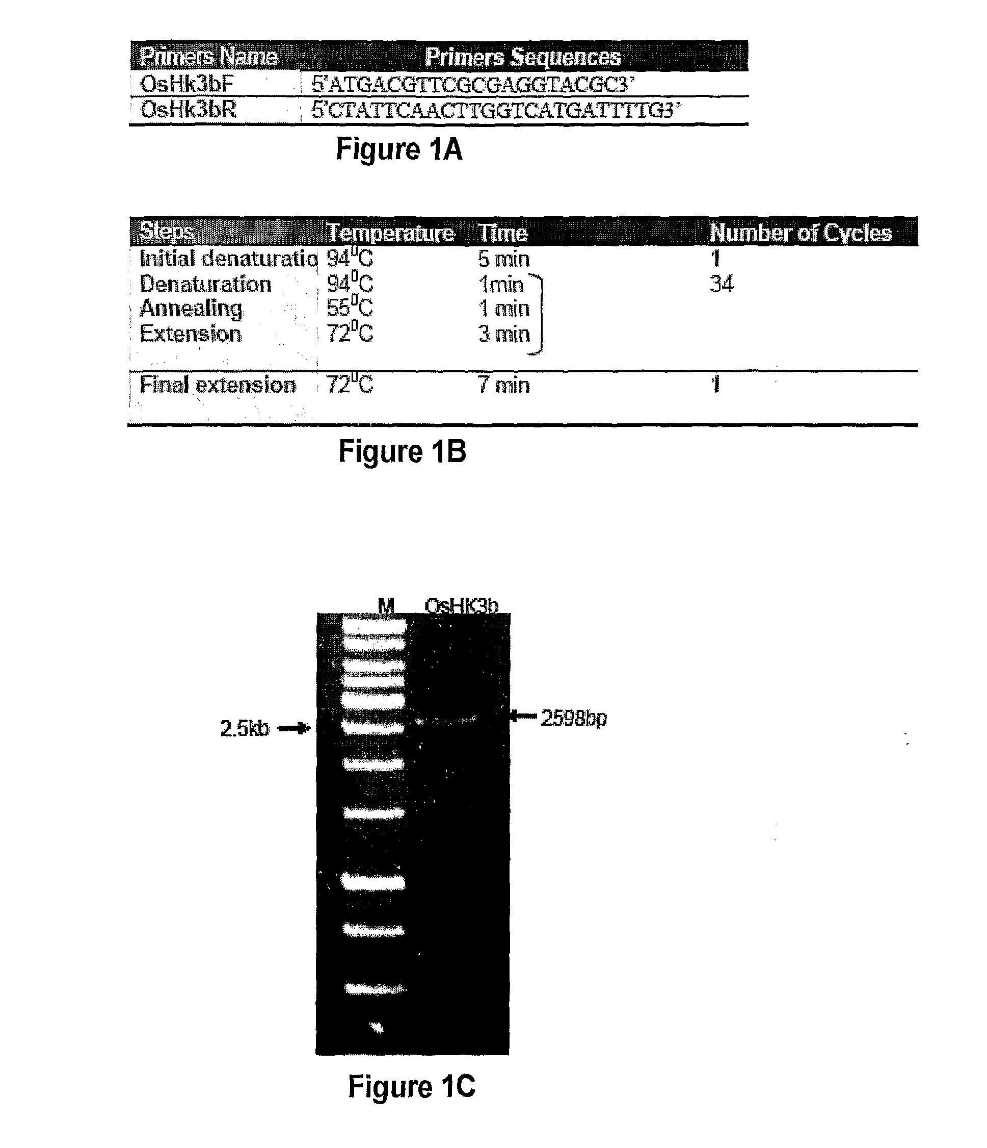 Hybrid-type histidine kinase gene isolated from indica rice ir64