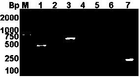 A method for highly expressing multi-copy human epidermal growth factor