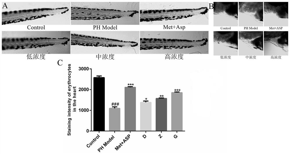 Leonurine, polygonatum polysaccharide and deoxynojirimycin pharmaceutical composition and application thereof