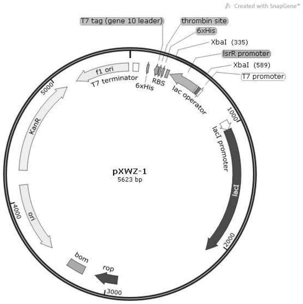 Self-induced protein expression vector based on AI-2 quorum sensing and application