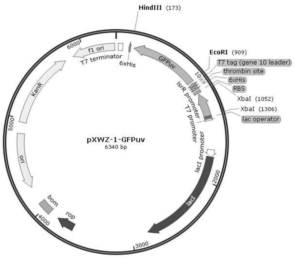 Self-induced protein expression vector based on AI-2 quorum sensing and application