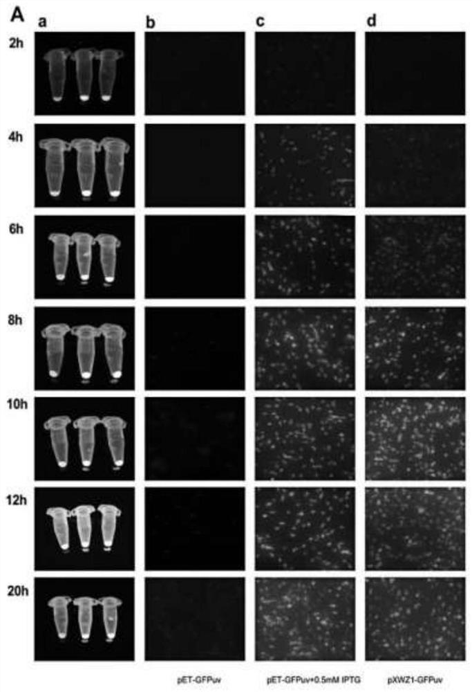 Self-induced protein expression vector based on AI-2 quorum sensing and application