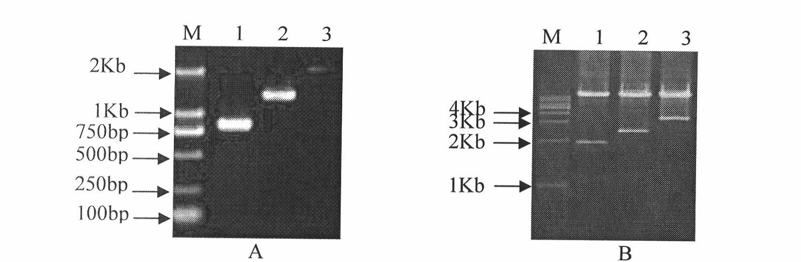 Brassica napus BnGLABRA2 promoter and preparation method and application thereof