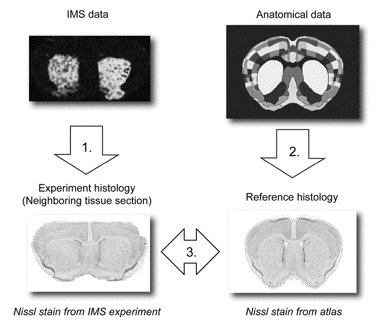 System for interpretation of image patterns in terms of anatomical or curated patterns