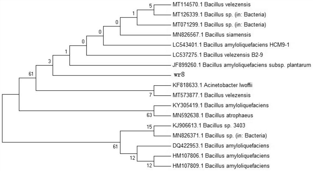 Bacillus velezensis strain wr8 and application thereof