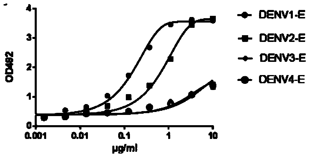 Human antibody specifically binding four serotype dengue viruses