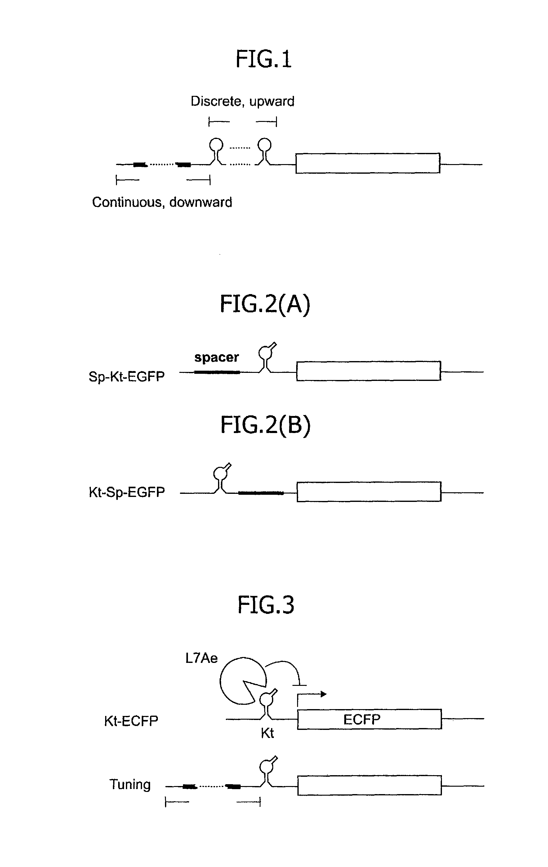 Translational control system using RNA-protein interaction motif