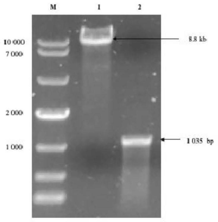 Preparation method of recombinant manganese peroxidase and application of recombinant manganese peroxidase in degradation of Chinese herbal medicine lignin