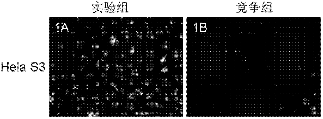 Fluorescence-labeled O6-benzyl guanine and preparation and application thereof