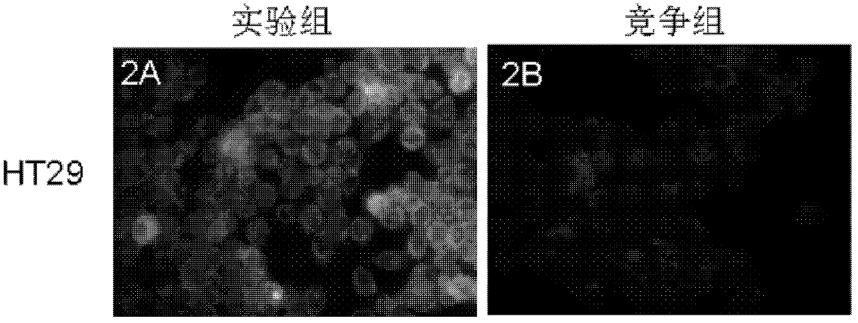 Fluorescence-labeled O6-benzyl guanine and preparation and application thereof