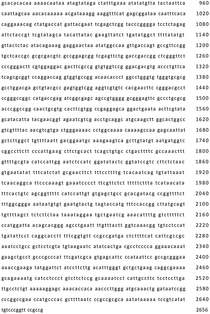 Method for knocking out pckA to promote synthesis of acetylglucosamine through bacillus subtilis