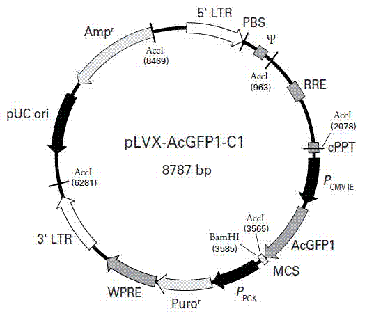 Lentiviral expression vector for specifically promoting hepatic cell CYP2E1 gene high expression, construction method of vector and application of vector