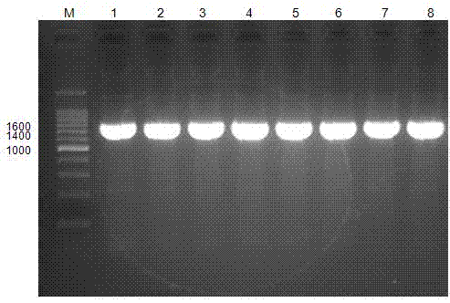 Lentiviral expression vector for specifically promoting hepatic cell CYP2E1 gene high expression, construction method of vector and application of vector