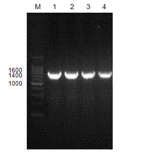 Lentiviral expression vector for specifically promoting hepatic cell CYP2E1 gene high expression, construction method of vector and application of vector