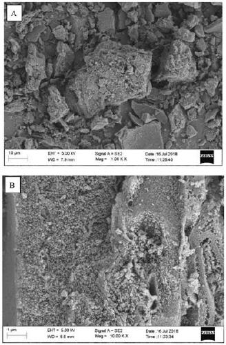 Method for preparing activated carbon from wetland raw fruit shell and hydrolyzed feather powder mixed base carbon precursor