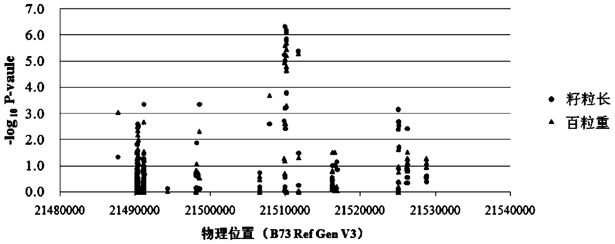 Molecular marker relevant to yield and quality of zea mays grains