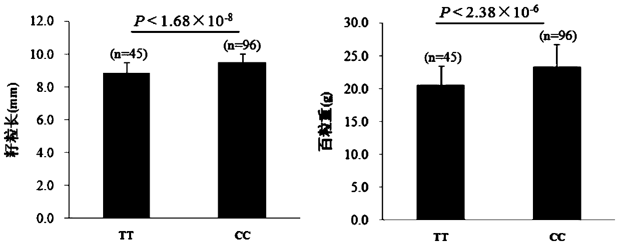 Molecular marker relevant to yield and quality of zea mays grains