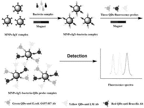 Kit for synchronously and rapidly detecting various zoonotic pathogens