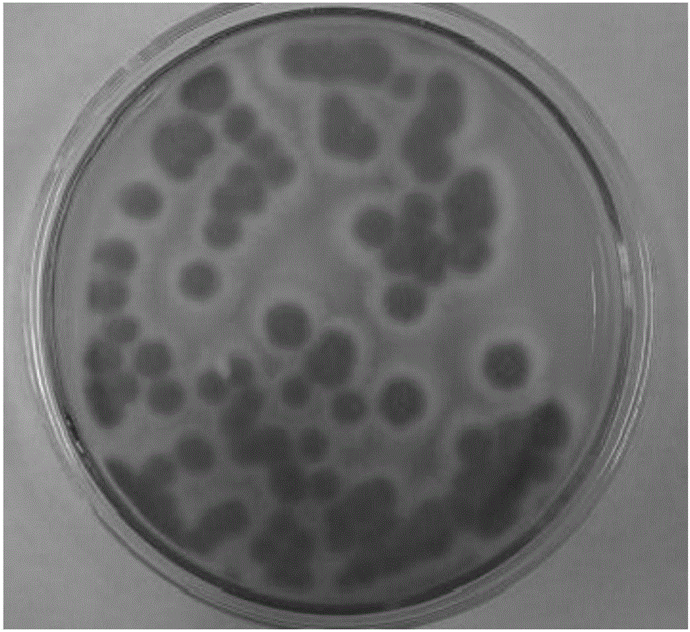 Method for conducting bioleaching treatment on heavy metal contaminated soil through composite filamentous fungi by taking straw as carbon source