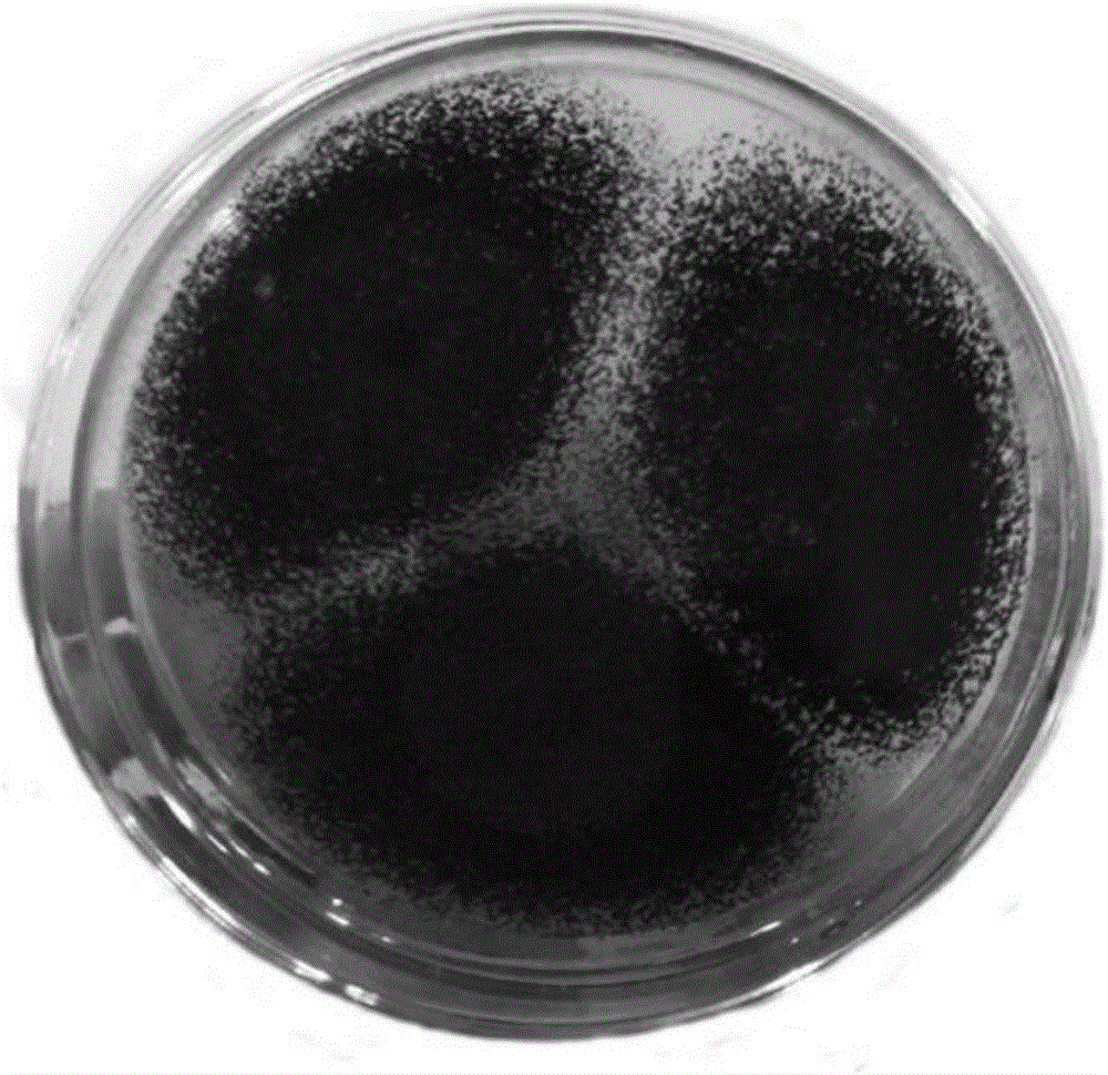 Method for conducting bioleaching treatment on heavy metal contaminated soil through composite filamentous fungi by taking straw as carbon source