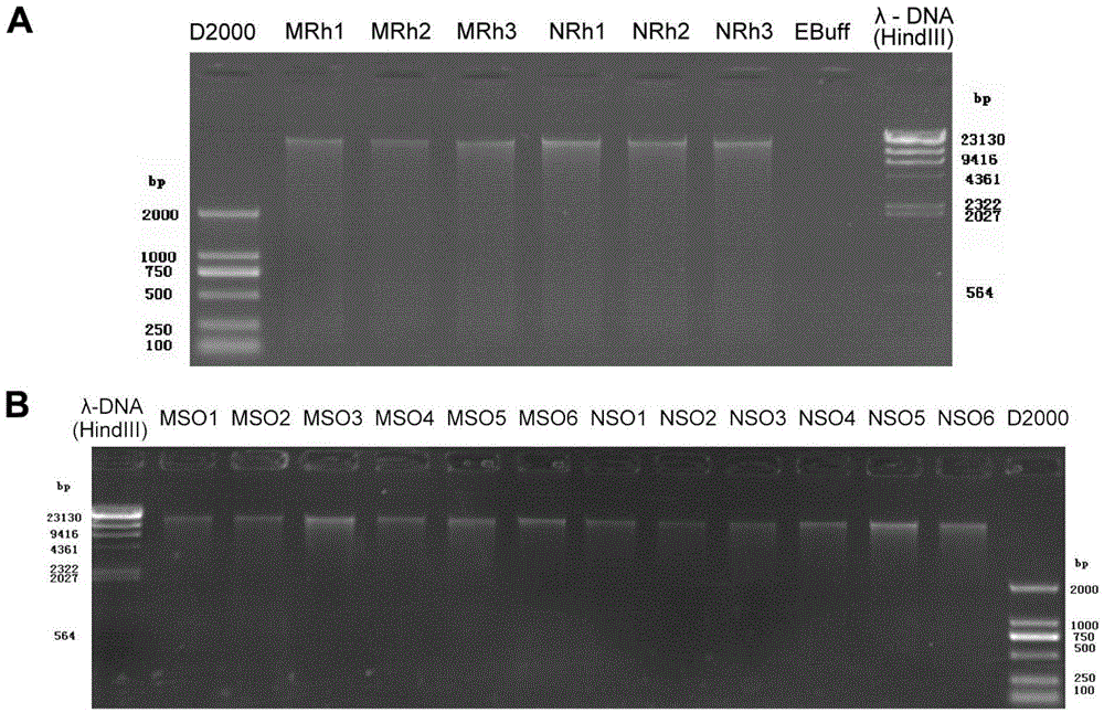 Method for detecting rhizosphere soil prokaryotic microorganisms of various soybeans based on 16SrDNA deep sequencing