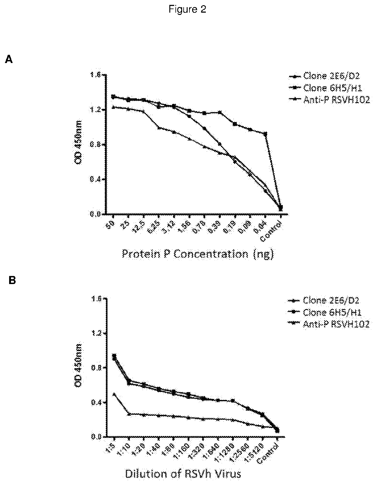 Monoclonal antibodies specifically for the antigen P of the human respiratory syncytial virus, produced and secreted by the cells hybridomas, useful for detection and diagnostic of the infection caused by RSV